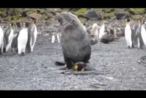 Морской котик топчет вожака пингвинов