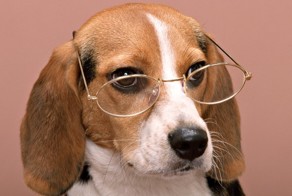 Животные, которые умнее своих собратьев