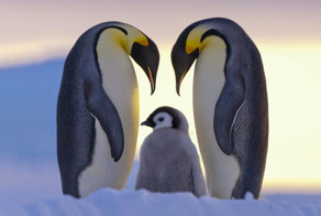 Лучшие отцы в мире животных