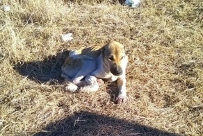 Спасение собаки в горах зимней Грузии