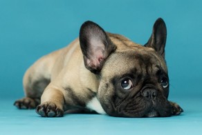 Фотограф делает очумелые снимки самых эмоциональных собак