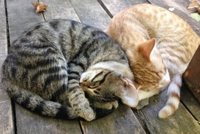 Спящие коты