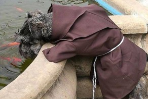 Первая собака-монах, которая живёт в монастыре и наслаждается своей новой просветлённой жизнью