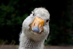 Интересное о гусях