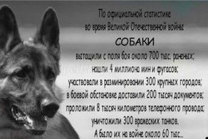Собаки – герои Великой Отечественной войны