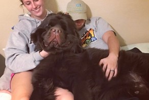 Эти фотографии доказывают, что чем больше собака - тем лучше