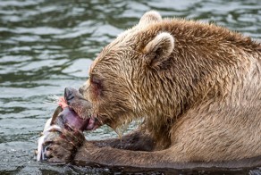 Камчатка. Медвежья рыбалка на заповедном кордоне