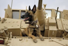 Животные на войне. Животные - герои Великой Отечественной войны