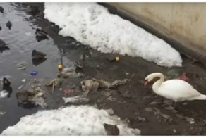 Когда птица умнее некоторых людей: лебедь чистит озеро от мусора в Казани
