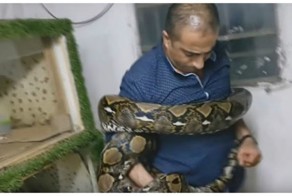 Как поймать сетчатого питона голыми руками