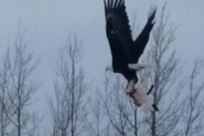 Иногда хищник сам становится жертвой: белоголовый орлан унёс в своих когтях домашнюю кошку