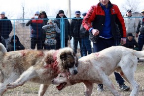 Кровавые бои волкодавов в Кыргызстане