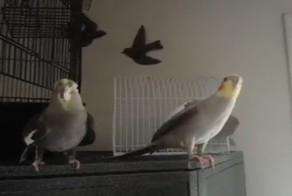 Сделал дело - свисти смело! Попугай превратил любовные утехи в эротический мюзикл