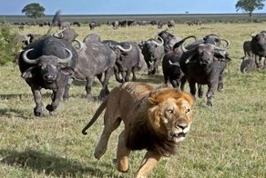 В мире животных по-дагестански!