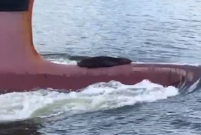 Ленивый тюлень зайцем покатался на носовой части корабля