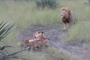 Львиное "МЯУ"