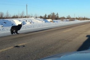 Попробуй догони! Волки устроили забег на трассе в Канаде