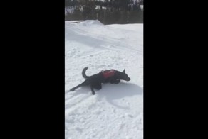 Собака-спасатель виртуозно съезжает с заснеженного склона
