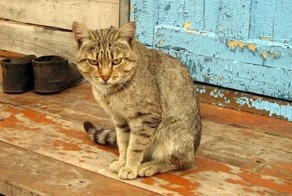 Суета вокруг кота