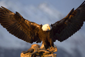Интересные факты об орлах
