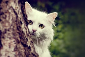 Смешные картинки кошек(22 фото)