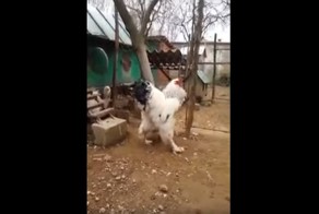 Такой петух сам из кого угодно бульон сварит!