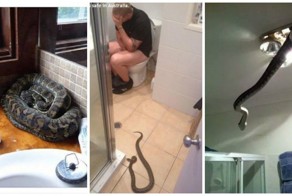 22 фото-доказательства, что Австралия - ад для офидиофобов