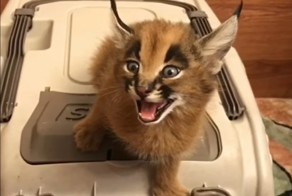 Как рычит маленький каракалёнок