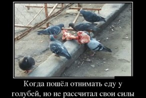 Демотиваторы