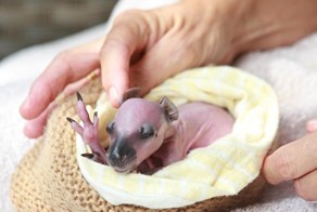 Австралийка выхаживает новорождённого кенгурёнка