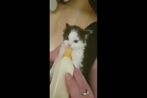 Котенок хлопает ушами, когда пьет молоко!