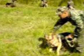 Служебная собака догнала и "наказала" нарушителя 