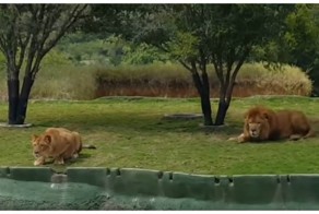 Львица решила атаковать посетителей мексиканского биопарка, но не рассчитала длину прыжка