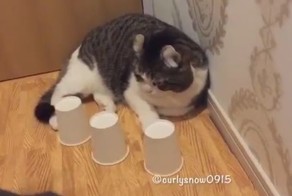 Котика не обманешь!  Пушистый кошмар любого наперсточника