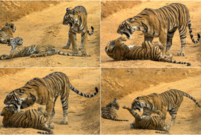 Тигрица провела воспитательную работу с тигренком