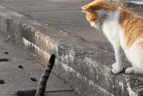 Как бездомные коты развлекаются в Японии