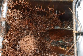 Семья просто хотела проверить счётчик воды и нашла эту ужасающую штуку