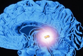 Интересно знать!!! органы человека, которые непонятно для чего нужны