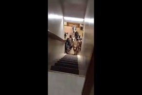 Владелица питомника зовёт собак по имени, и они по очереди бегут к ней