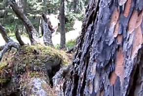 Повезло, так повезло: мужчина спасся от медведя, отогнав его криком