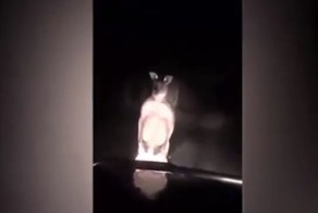 Ты решил ко мне лезть,а ну иди сюда!  В Австралии агрессивный кенгуру напал на автомобиль