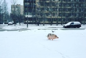 Прикольные картинки