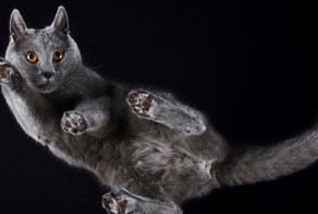 Кошки. Вид снизу