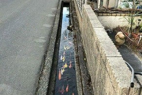 Сливные каналы в Японии настолько чистые, что в них водятся карпы