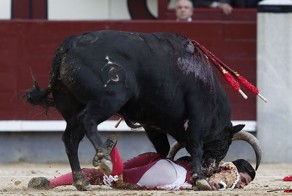 Во время корриды разъяренный раненый бык затоптал матадора