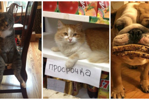 Веселые фотографии с животными, которые заставят вас улыбнуться