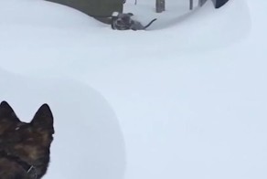 Спасение застрявшей в сугробе собаки