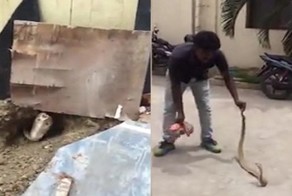 Индийский строитель случайно раскопал гнездо гигантской кобры