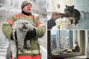 30 веселых фотографий с животными