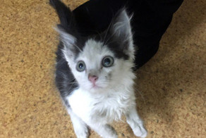 Открыли капот, а там сидит маленький, чумазенький котеечка